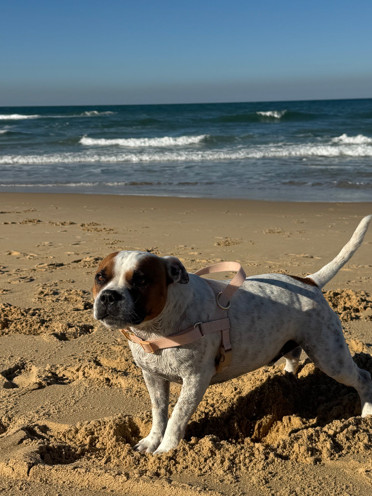 Waterproof No-Pull Dog Harness - Coral Crush