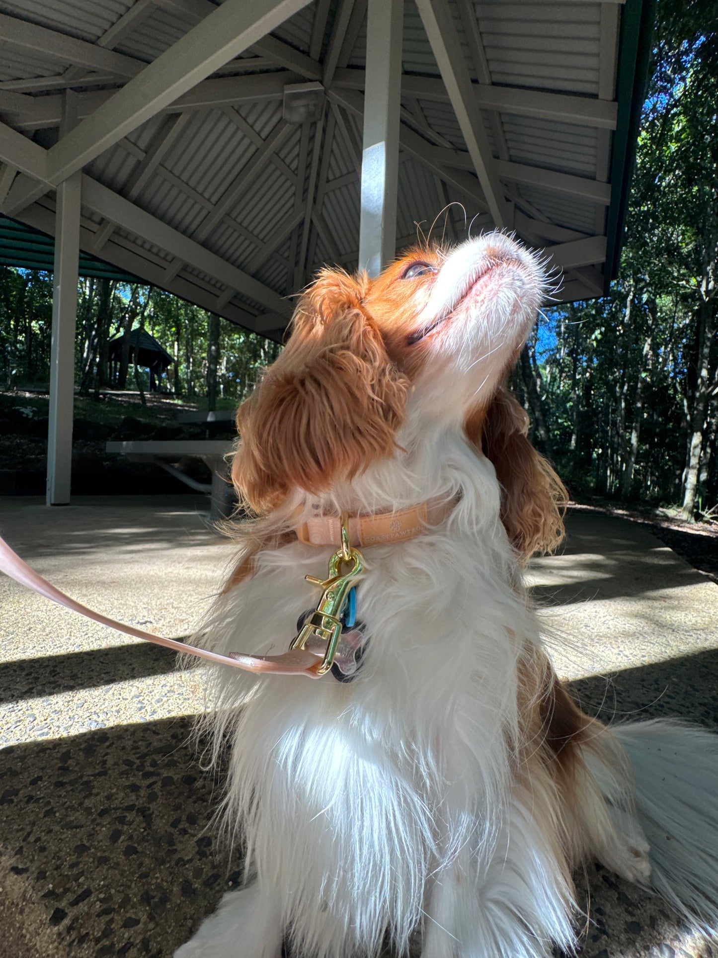 Waterproof Dog Collar - Coral Crush