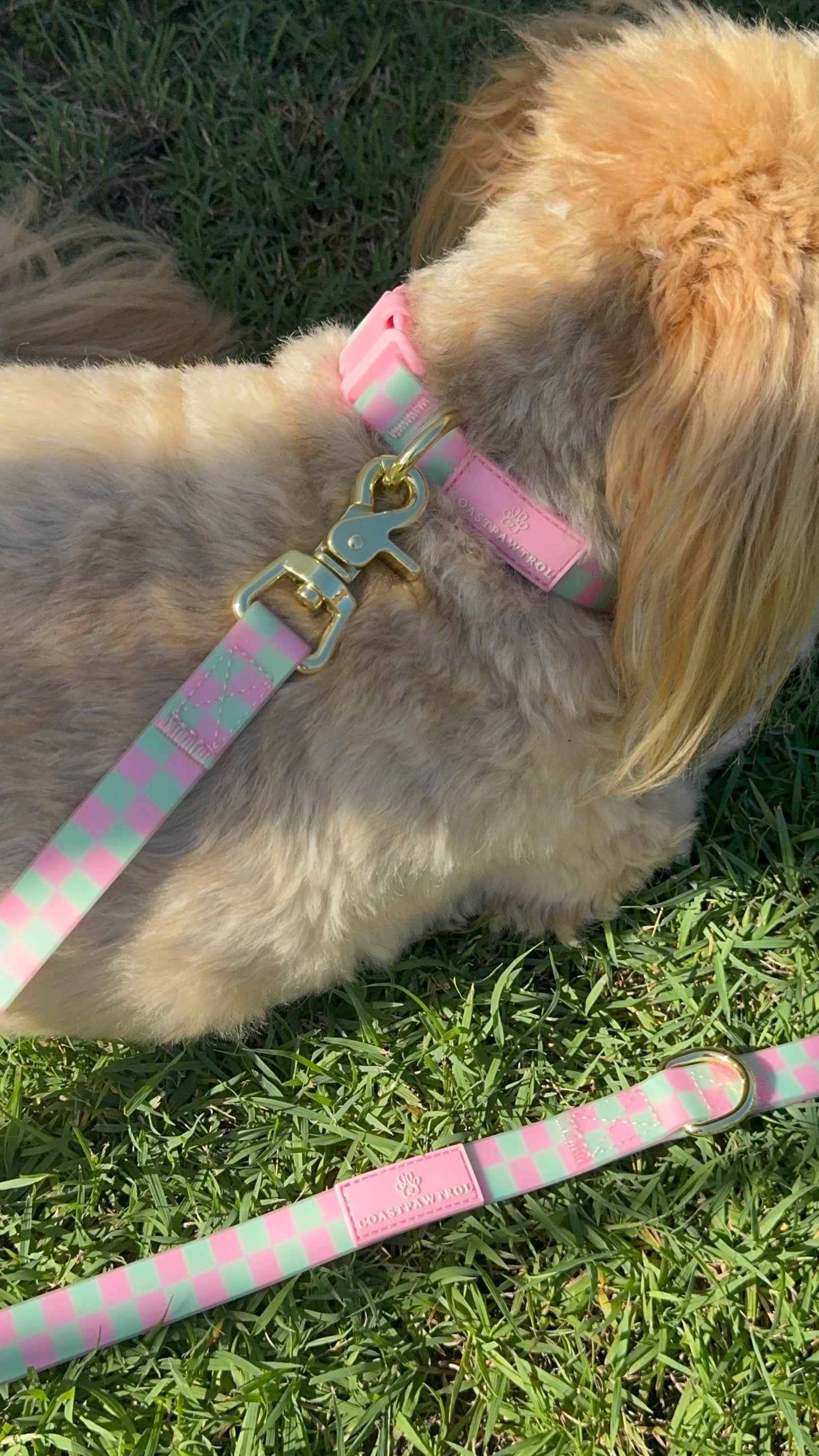 Waterproof Dog Collar - Candy Tide