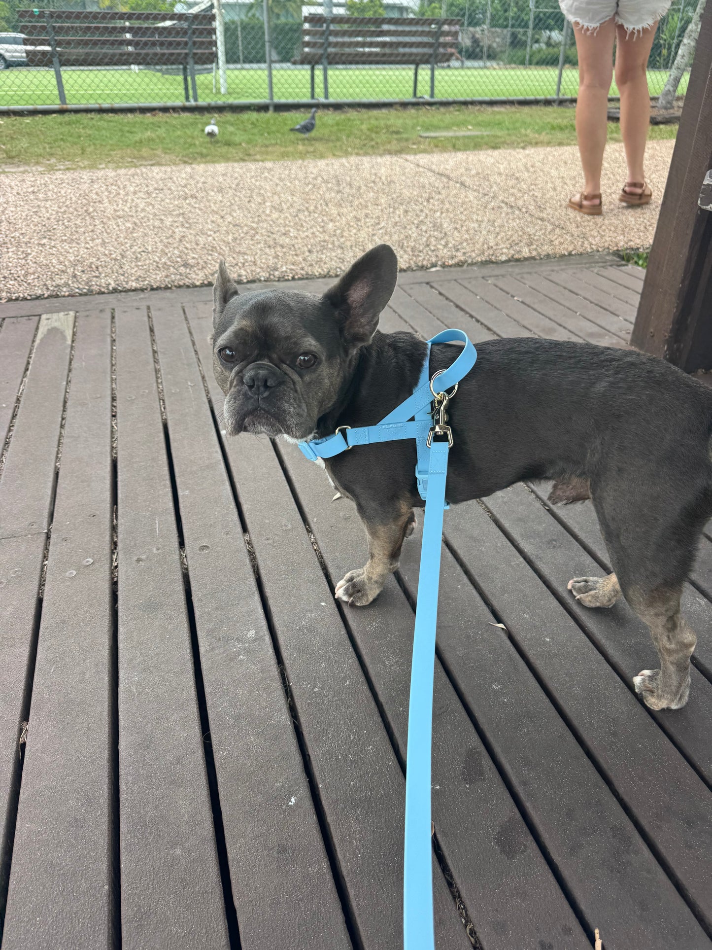 Waterproof No-Pull Dog Harness  - Pawcific Blue