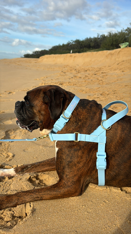 Waterproof No-Pull Dog Harness  - Pawcific Blue