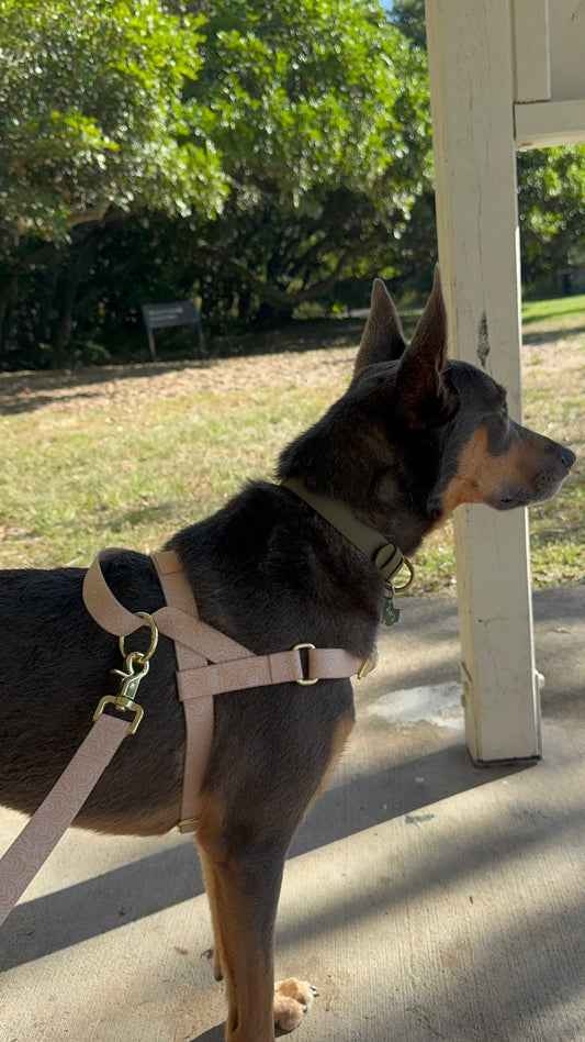 Waterproof No-Pull Dog Harness - Coral Crush
