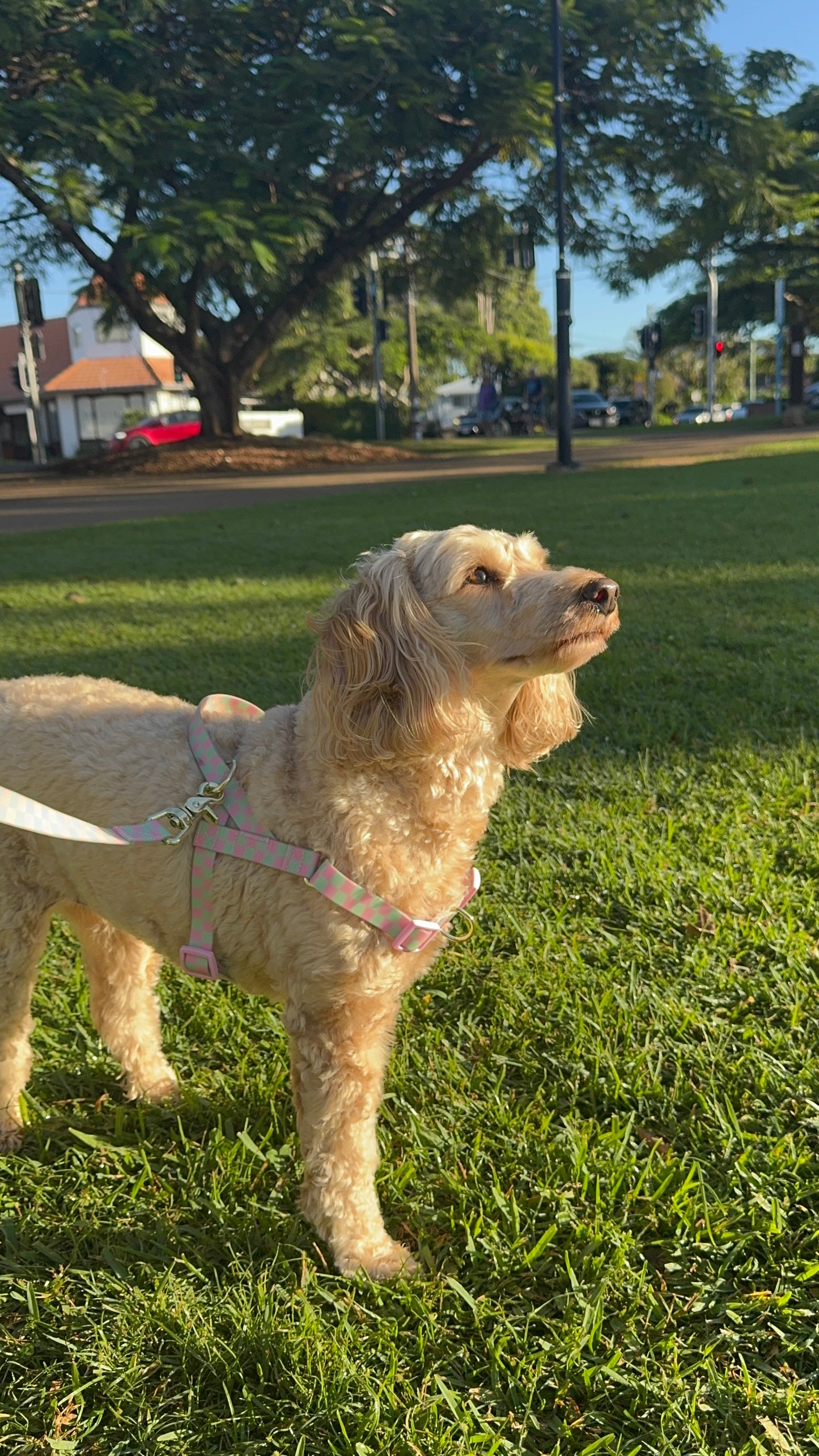 Waterproof No-Pull Dog Harness - Candy Tide