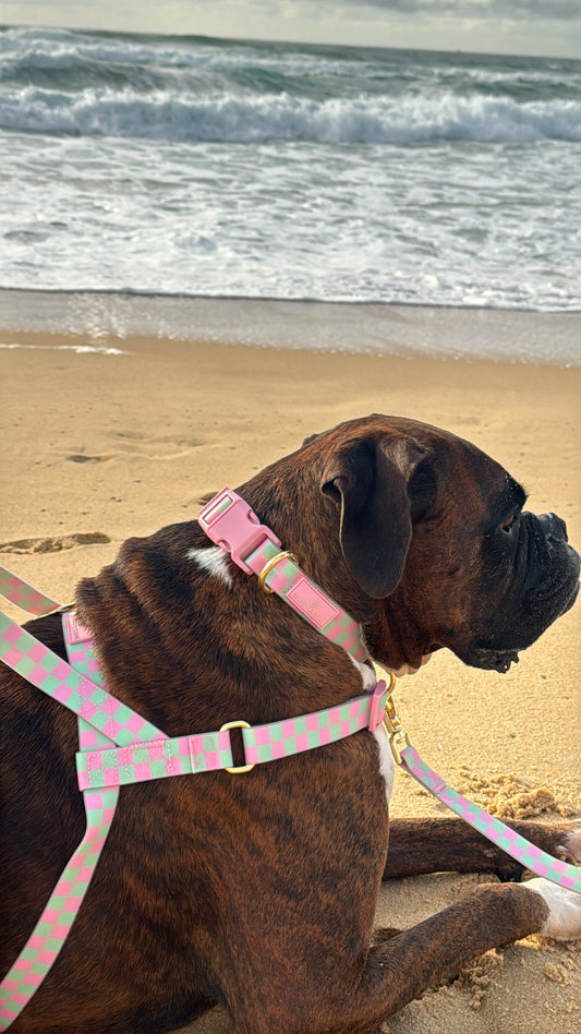 Waterproof No-Pull Dog Harness - Candy Tide