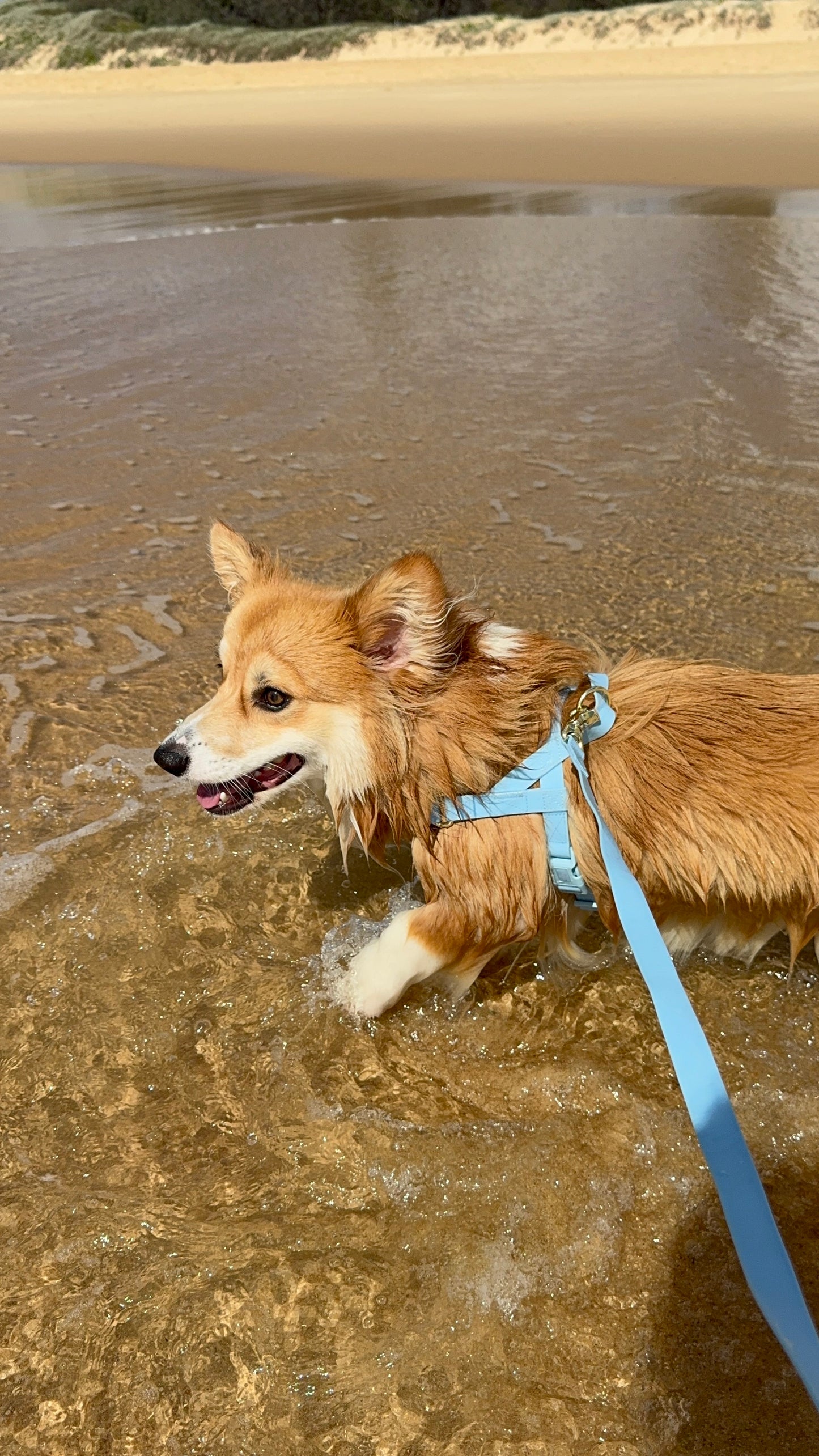 Waterproof No-Pull Dog Harness  - Pawcific Blue